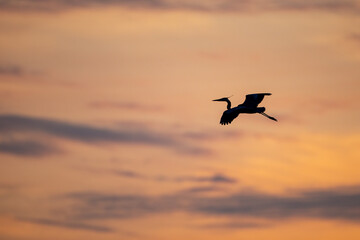 Fototapeta na wymiar A Great Blue Heron glides above the Mississippi River at sunset near the heron rookery in Minneapolis Minnesota