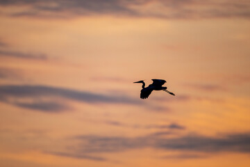 Naklejka na ściany i meble Great Blue Heron in Flight at Sunset