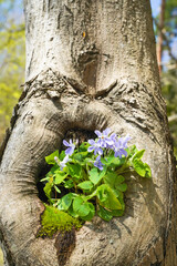 Obraz premium カエデの木の洞に咲くスミレ