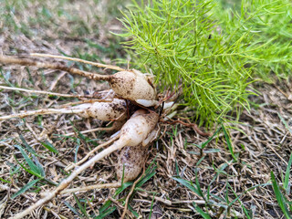 The plant of Shatavari (Asparagus racemosus) indian herb on the Ground. Tonic herb for women, Helps balance the female hormonal system. Asparagaceae growth in botanical herb garden.