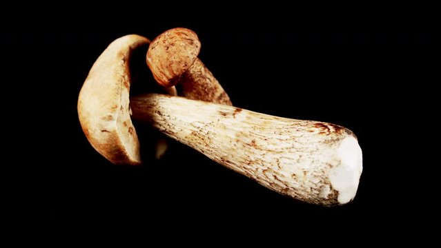 Collection of cep. Fresh bolete mushroom. Leccinum scabrum.