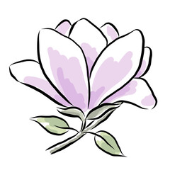 Hand-drawn magnolia flower © Northern Owl