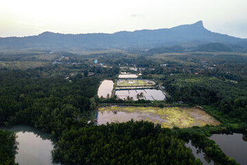 Fototapeta premium High angle mangrove forest and canal water