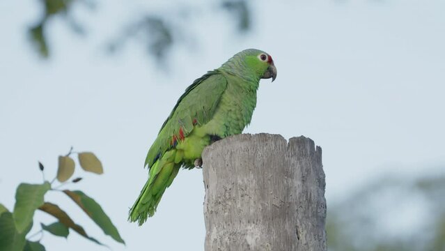 a red-lored amazon parrot perched on a tree trunk stretches its wings at boca tapada in costa rica