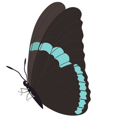 Butterflies. Insects. Multicolored.  Vector Clipart