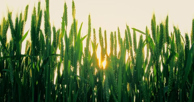 Fresh ears of young green wheat in spring field. Agriculture scene.