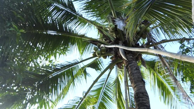 Easy morning coconut picking 