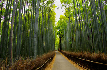 Fototapeta premium 京都嵯峨野の竹林