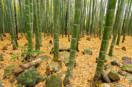 「青竹」の画像 - 2,491 件の Stock 写真、ベクターおよびビデオ | Adobe Stock