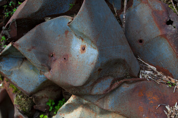 Folded rusting metal in the woods with a yellow flower taking root and blooming.