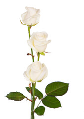 Bouquet of roses, isolated white rose flower isolated on white background. The photo can be used as a greeting card, invitation card for wedding, birthday and other holiday and summer background.