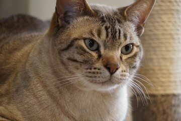 portrait of Australian mist cat 