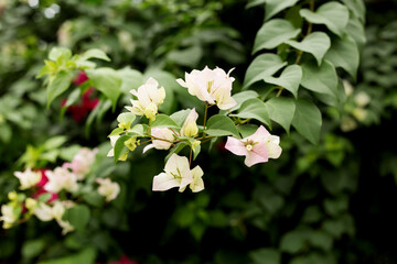 Blooming bougainvillea background. Light pink flowers.