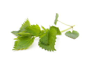 Green nettle with bloom.