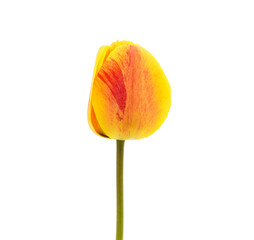 One yellow tulip.