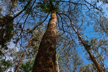 Fototapeta premium tree in the forest