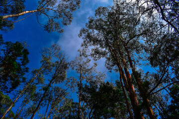 trees and sky
