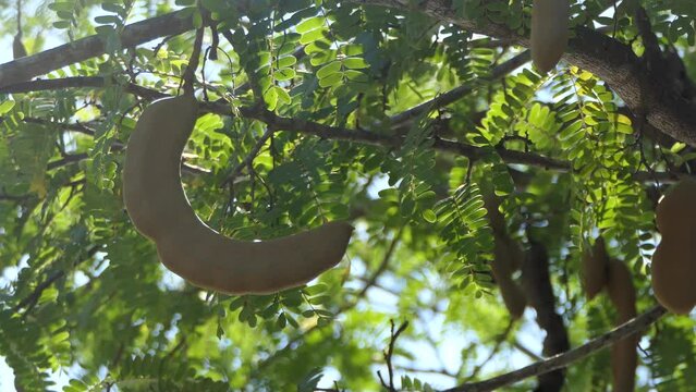 tamarind on the tree 