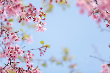 桜の花と青空