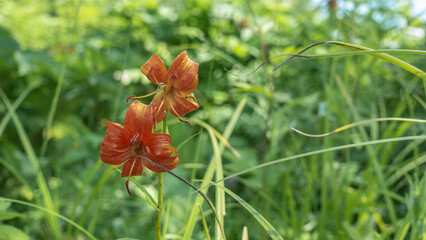 Fototapeta premium Bright orange flower Saranka Lilium Martagon on a background of soft green grass. Elegantly curved petals. Long stamens. Kamchatka.