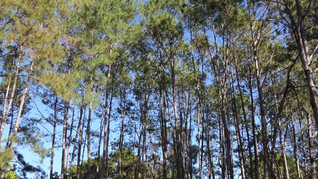 pine forest with light breeze crow 