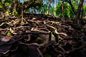 Fototapeta na wymiar tree roots in the forest