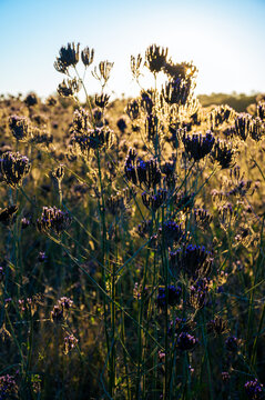 flowers in sunset