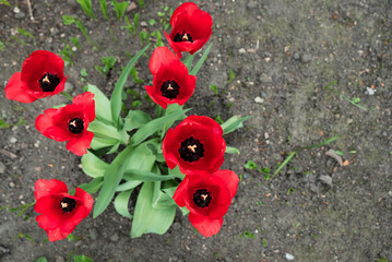 siedem kwitnących wiosną tulipanów czerwonych
