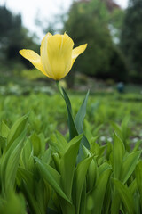 kwitnący samotnie tulipan