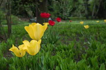 Park z kwitnącymi żółtymi i czerwonymi tulipanami.