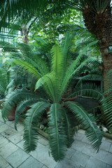liście palmy