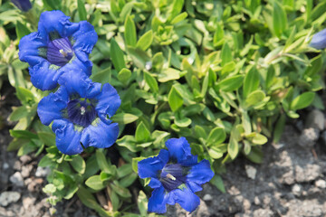 niebieskie kwiaty w kształcie dzwonków na tle zielonych liści - obrazy, fototapety, plakaty