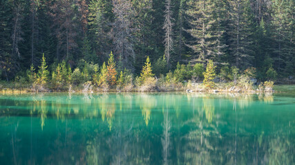 Autumn coloured trees reflected in pristine greenish alpine lake, wide, Jasper NP, Canada