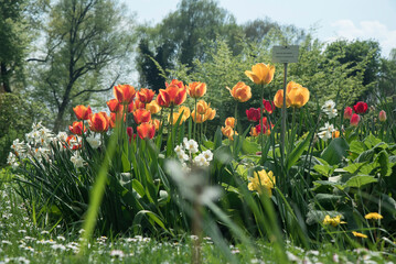 grządka kwitnących tulipanów