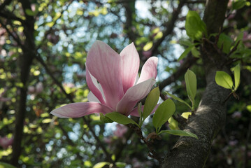 kwiat magnolii - obrazy, fototapety, plakaty