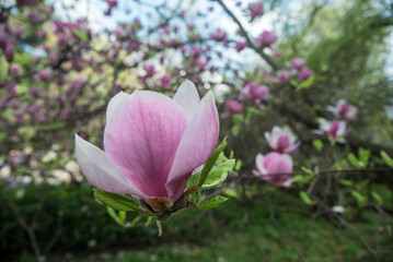 drzewo kwitnącej magnolii wiosną - obrazy, fototapety, plakaty