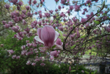 kwitnące drzewo magnolii - obrazy, fototapety, plakaty