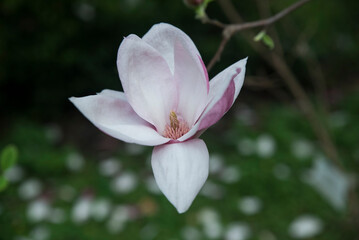 kwitnąca magnolia na gałęzi