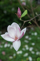 kwitnąca magnolia w ogrodzie