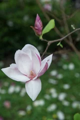 Foto op Canvas kwitnąca magnolia w ogrodzie © siwyk