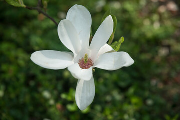 kwitnąca magnolia w słońcu - obrazy, fototapety, plakaty