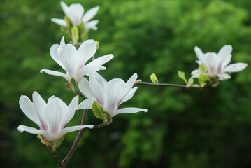 kwitnąca magnolia - obrazy, fototapety, plakaty