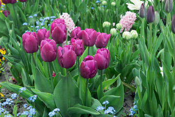 grządka kwitnących tulipanów, hiacyntów, niezapominajek - obrazy, fototapety, plakaty