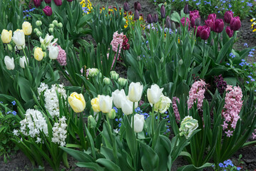 Ogród kwitnących kwiatów wiosennych - obrazy, fototapety, plakaty