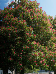 Aesculus carnea ou marronnier rouge, magnifique arbre d'ornement et d'ombrage à floraison en panicules rouge clair teintée de violet et macules oranges, feuillage vert foncé 