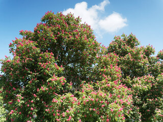 Aesculus carnea 'Briotii'  | Marronnier rouge, tronc droit, port touffu, planté comme arbre...
