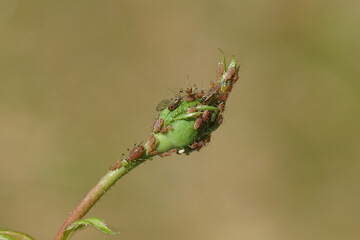 Close up many Rose aphids, Macrosiphum rosae on the flower bud of a rose. Faded background. Dutch garden, spring, May.