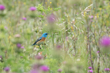 Lazuli bunting