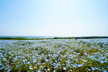 ネモフィラ畑に咲く満開のネモフィラ