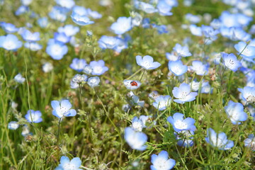 ネモフィラ畑に咲く満開のネモフィラ